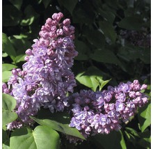Syren FLORASELF Syringa vulgaris 'Mrs Edward Harding' 40-60cm Co 3L