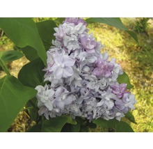 Närbild av en blommande syrenväxt med blad