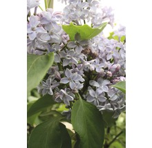 Närbild av blommande syren med gröna blad