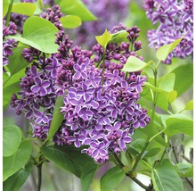 Närbild av lila blommande syrenbuske