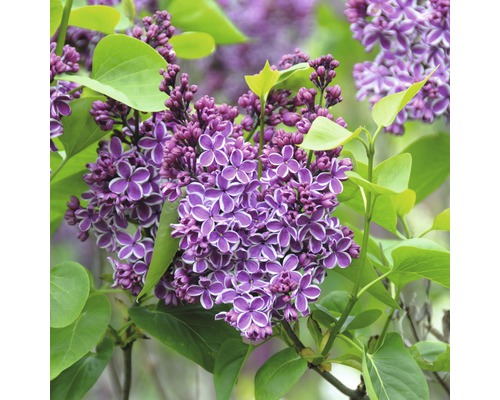 Syren FLORASELF Syringa vulgaris 'Sensation' 40cm Co 3L Närbild av lila blommande syrenbuske