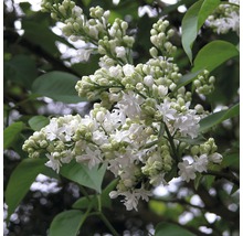 Syren FLORASELF Syringa vulgaris 'Mme Lemoine' 40-60cm Co 3L