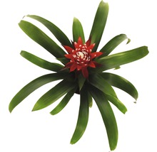 Bromelia med röd blomma och gröna blad