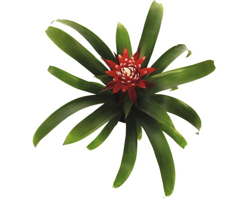 Bromelia med röd blomma och gröna blad