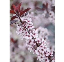 Blommande prydnadsträdgren med blad