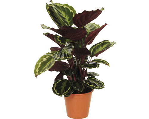 Kalatea FLORASELF Calathea Medallion 40-60cm Ø19cm Kalatea FLORASELF Calathea Medallion 40-60cm Ø19cm
