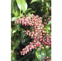 Japansk buskrosling med blomma