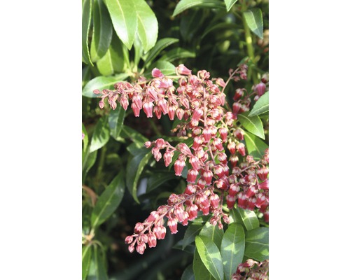 Japansk buskrosling FLORASELF Pieris japonica Passion® 40-50cm Co 6L