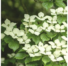 Blommande blomsterkornell i detalj