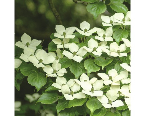 Koreansk blomsterkornell FLORASELF Cornus kousa 'China Girl' 100-125cm Co 18L Blommande blomsterkornell i detalj