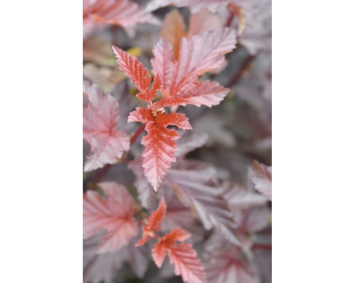 Smällspirea FLORASELF Physocarpus opulifolius Lady in Red 80-100 cm co 10L
