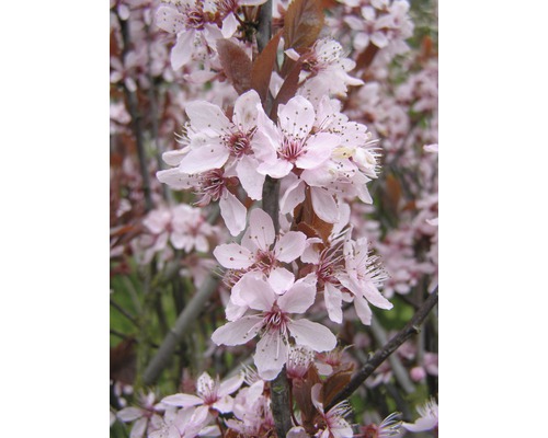 Körsbärsplommon FLORASELF Prunus cerasifera 'Nigra' halvstam 125cm H 150-175cm Co 18L