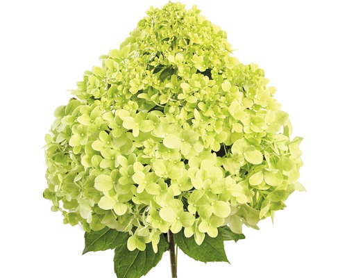 Hortensia med blomma