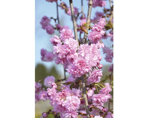 Japanskt prydnadskörsbär FLORASELF Prunus serrulata Kiku-shidare-Zakura uppstammad 125x125-150cm Co 18L-0