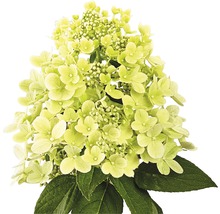 Syrenhortensia med blommor och blad