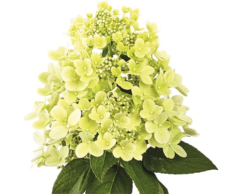 Syrenhortensia med blommor och blad