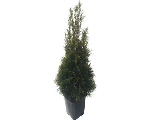 Cypress odlad i kruka