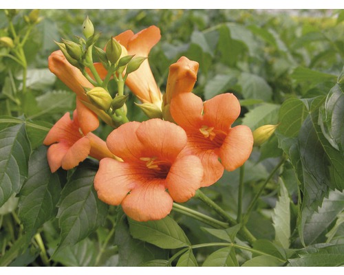Trumpetranka spaljé FLORASELF Campsis tagliabuana Indian Summer ca. 80cm Co 6L Trumpetblomma med blommor och blad