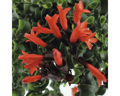 Närbild av en läppstiftsplanta med röda blommor och gröna blad.