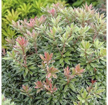 Japansk buskrosling Pieris japonica Little Heath 40-50cm Co 6L