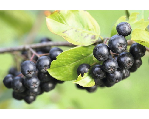 Aronia FLORASELF Aronia melanocarpa 'Autumn Magic' 40-60cm Co 4,5L