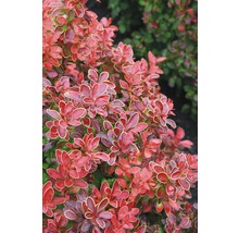 Berberis med röda blad