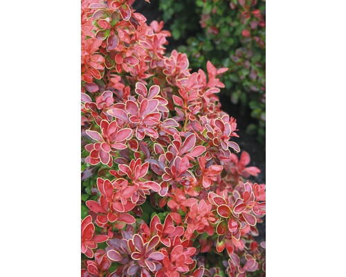Berberis med röda blad