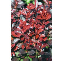Närbild av en Berberis med blad