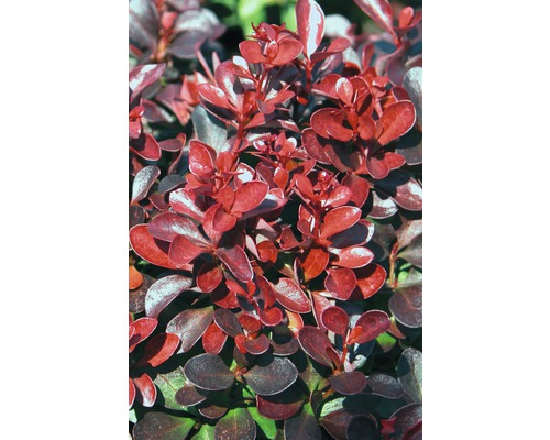 Närbild av en Berberis med blad