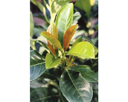Lagerhägg FLORASELF Prunus laurocerasus 'Etna' 30-40cm Co 2,8L