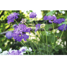 Fältvädd FLORASELF Scabiosa columbaria 'Butterfly Blue' 5-20cm Co 0,5L