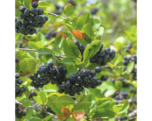 Aronia gren med mogna bär och gröna blad
