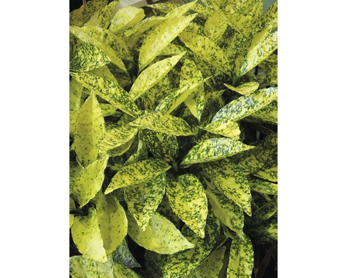 Aukuba FLORASELF Aucuba japonica 'Crotonifolia' 40-50cm Co 4,5L