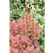 Berberis i trädgården