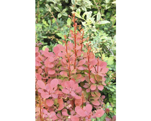 Häckberberis FLORASELF Berberis thunbergii 'Orange Rocket'® 30-40cm Co 4,5L Berberis i trädgården