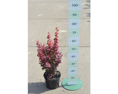Berberis i kruka med storleksangivelse