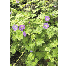Blommande näva växt med gröna blad
