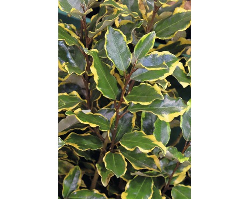 Städsegrön silverbuske med guldkantade blad