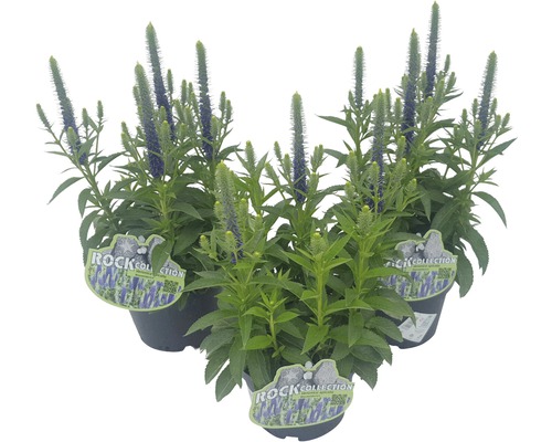 Tre Veronica-växter i krukor