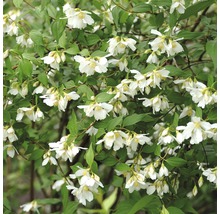 Doftschersmin med vita blommor och gröna blad