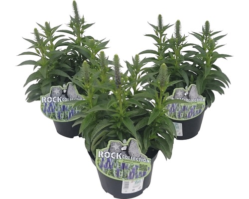 Tre Veronica spicata växter i krukor