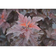 Närbild av en rödbladig smällspirea med mångfärgade blad.