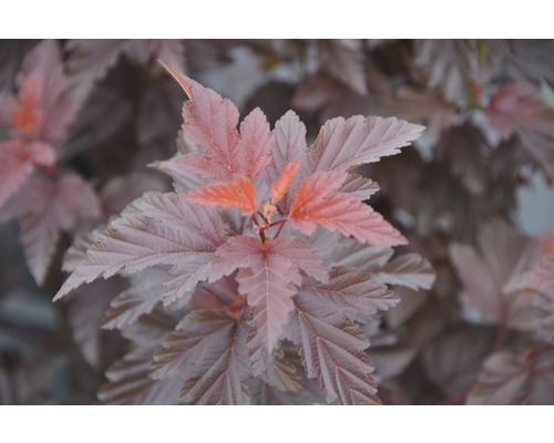 Smällspirea FLORASELF Physocarpus opulifolius Little Angel 40-50cm Co 4,5L