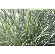 Närbild av blåsvingel