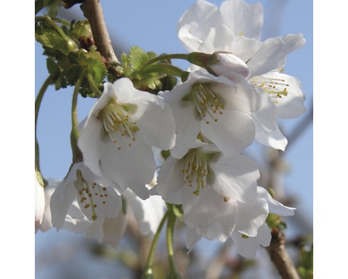Prydnadskörsbär FLORASELF Prunus incisa Kojou-no-mai 30-40cm Co 4,5L-0