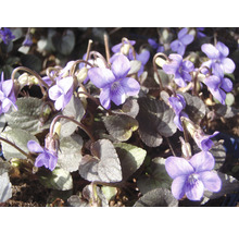 Purpurviol FLORASELF Viola labradorica 5-10cm Co 0,5L