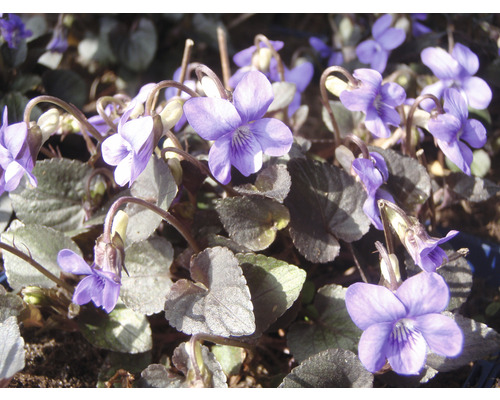 Purpurviol FLORASELF Viola labradorica 5-10cm Co 0,5L