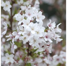 Närbild av körsbärsblommor