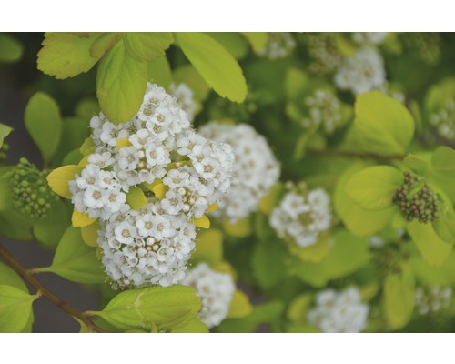 Gulbladig björkspirea FLORASELF Spiraea betulifolia 'Torgold' 25-30cm Co 4,5L Blomställning av spirea med blad