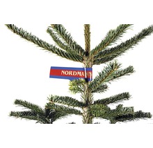 Nordmannsgran med etikett